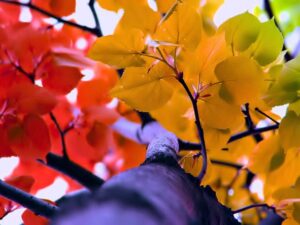 photgrap[hy of view looking up tree trunk through tree branches with autumn leaves, turning shades of red, gold, and green