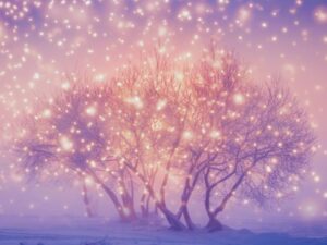 Trees in glowing snowy sunset winter wonderland landscape