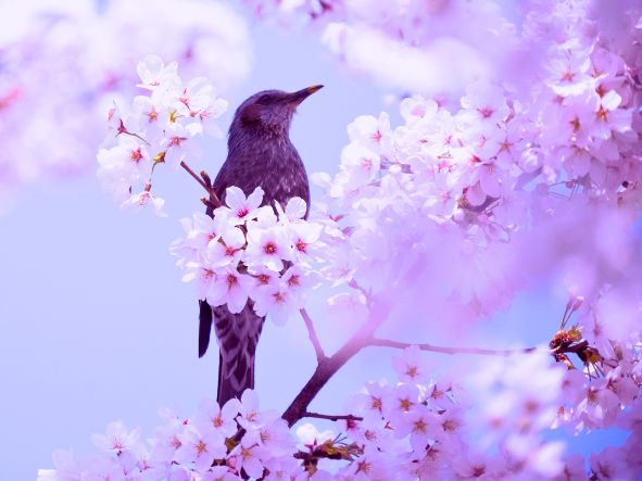 Spring Term 2025-2026